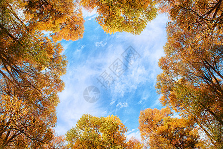 一片黄叶秋天的树木背景
