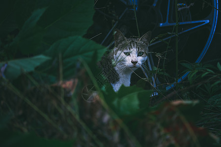 坐在车上猫背景