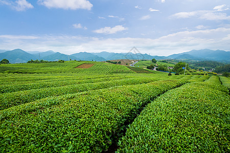 蓝天远山茶山风光背景