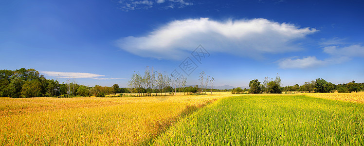 稻谷成熟田园秋色背景