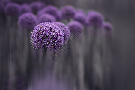 梦幻吉安花花草吉安站高清图片