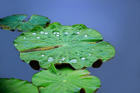 水露珠壁纸残荷背景