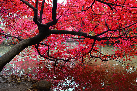 苏州天平山秋色红叶风景照背景图片