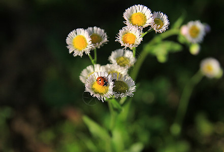 瓢虫野菊花路边小花高清图片