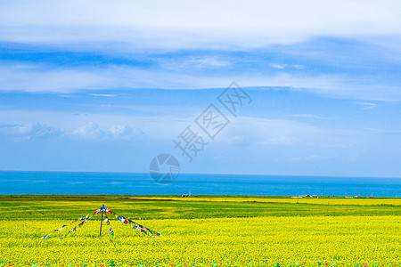 青海湖油菜花田地背景图片