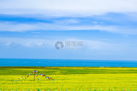 青海湖油菜花田地图片