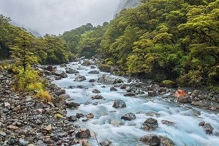 世界雾中的树林与小河潺潺背景