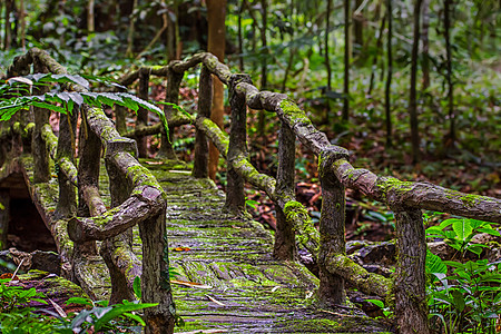 青苔森林森林中的木桥背景