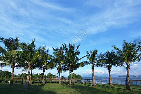 海边的椰子树海滨公园整齐排列的椰子树背景