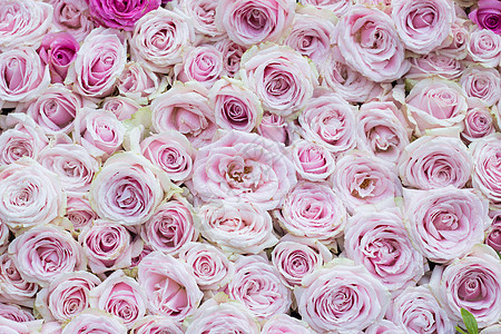 玫瑰花墙粉红玫瑰花瓣高清图片