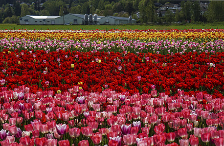 荷兰郁金香花田郁金香花背景