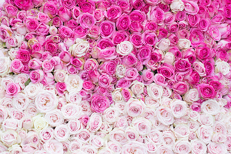 玫瑰花墙好看的白色花朵高清图片