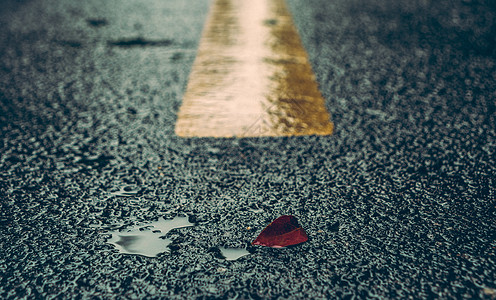 雨中的马路马路落叶高清图片