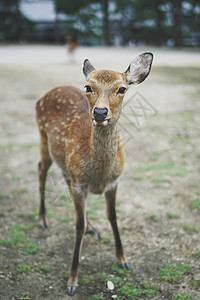 奈良梅花鹿奈良公园里的一匹梅花鹿背景