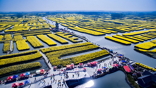 飞跃油菜花海图片