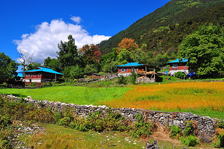 西藏秋色背景