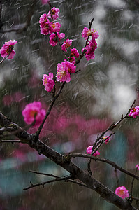 雨中桃花傲立风霜桃花背景