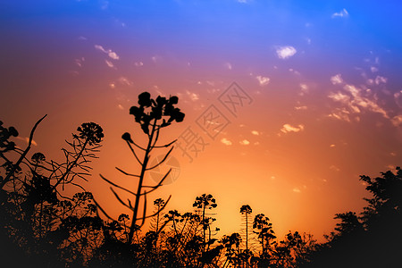 花朵剪影逆光下的油菜花背景