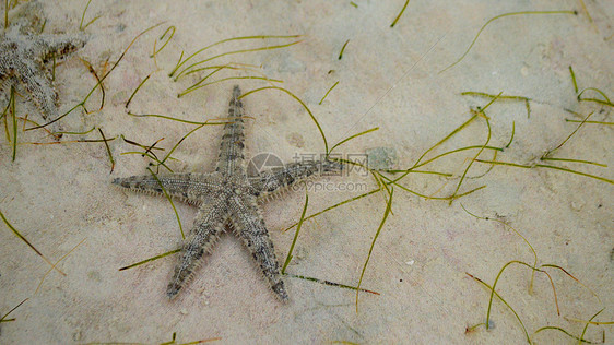 菲律宾米沙鄢海域海星图片