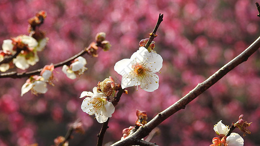 白色梅花特写图片