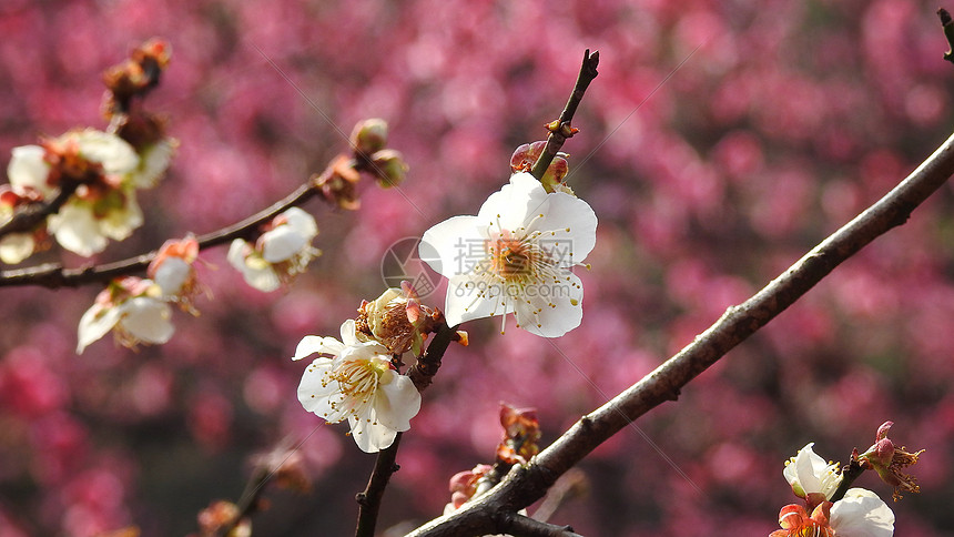 白色梅花特写图片