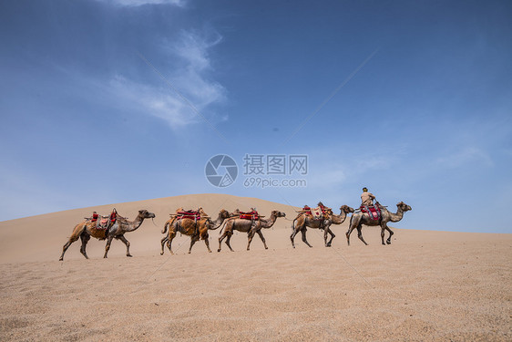 敦煌沙漠骆驼图片