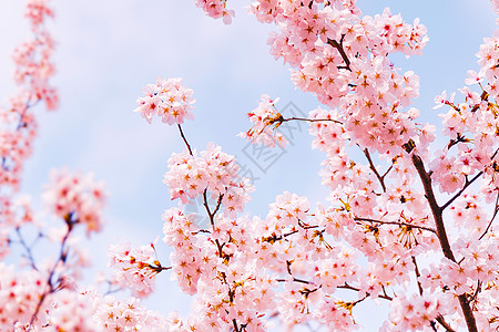 粉色桃花节海报静物背景