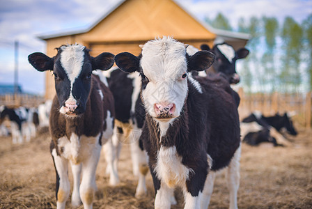 牧场的奶牛动物日动物高清图片