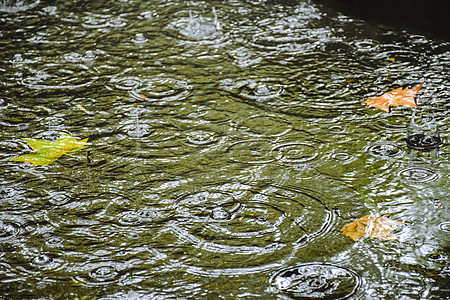 水面的落叶雨水水花高清图片