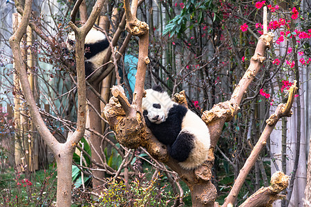 可爱的大熊猫熊猫睡觉高清图片素材