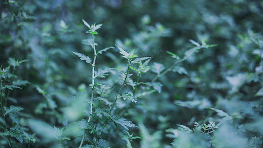 艾草植被素菜高清图片