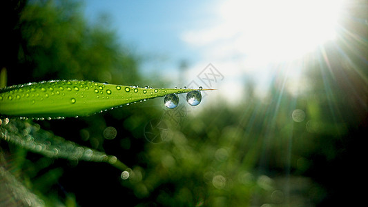 露水秋天白露秋意背景