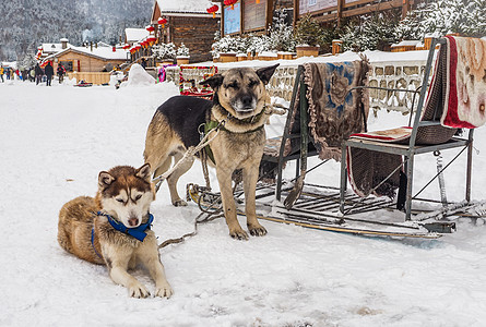 阿拉斯加雪橇犬雪橇犬背景