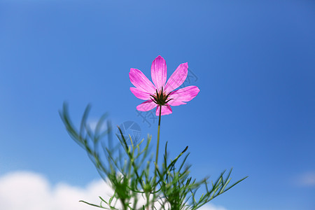 白格桑花素材蓝天下的格桑花背景