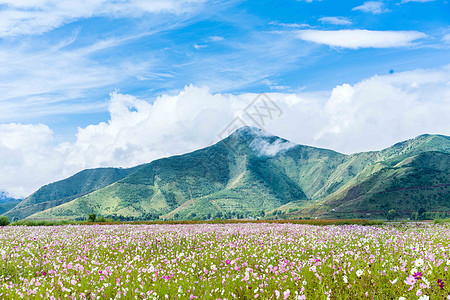 秘境格桑花背景