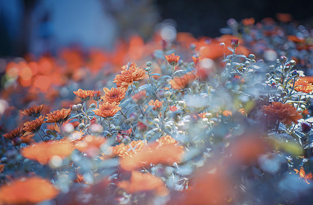 繁花一路繁花高清图片