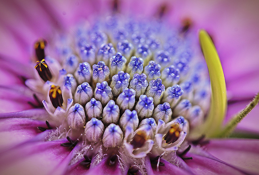 花蕊图片