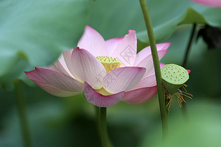 荷花池图片