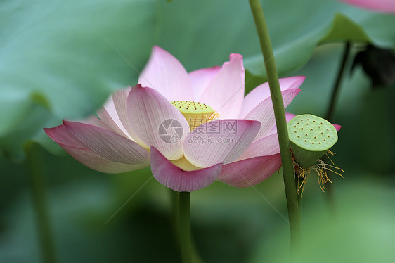 荷花池图片