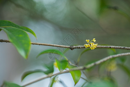 深秋桂花开背景图片