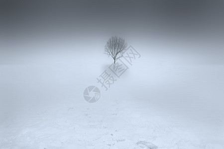 大雪中的一棵树图片