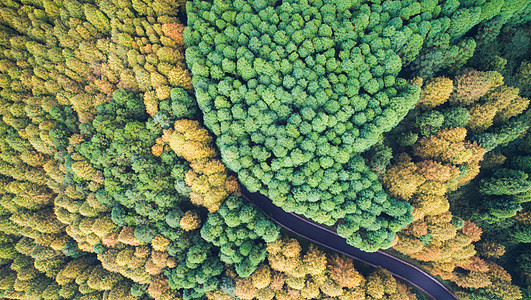 无人机喷药航拍森林道路背景