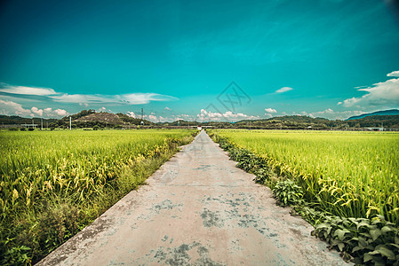稻谷田中的小路背景图片