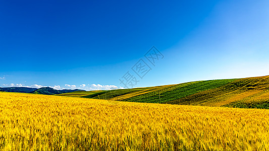 金黄背景新疆昌吉自然风光背景