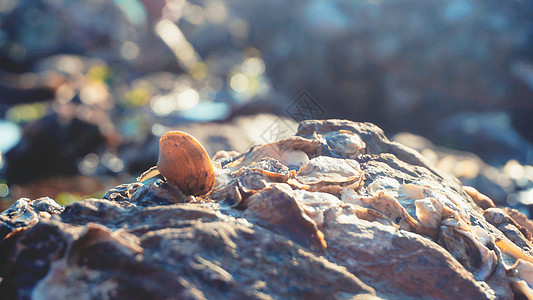 海边的贝类贝类石头高清图片
