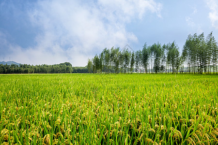 水稻除草丰收的稻田背景