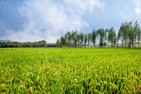 丰收的稻田秋分高清图片素材