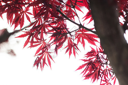 阳光下的枫树叶图片