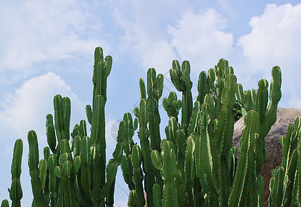 厦门万石植物园仙人掌群图片