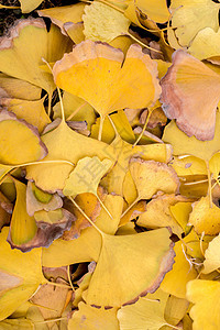秋天金黄色的银杏树叶图片